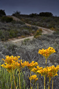 Oshana on location in the Klein Karoo