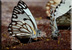 Butterflies in the Kalahari